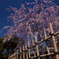 西尾市の枝垂れ桜