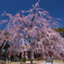西尾市の枝垂れ桜