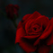 深紅