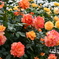 薔薇