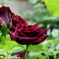 薔薇