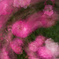 弾む薔薇