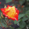薔薇の花⑤