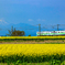 春風がそよぐ菜の花畑にて