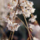 しだれ桜