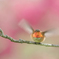 Rufous Hummingbird:2