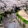 元荒川の桜