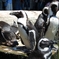 ペンギン