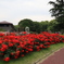 京都府立植物園のバラ園その9