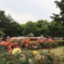 京都府立植物園のバラ園その10