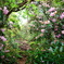 花に包まれた登山道