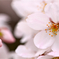せっかち桜とのんびり桜