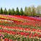 高原の楽園