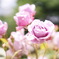 薔薇