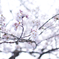 花見①