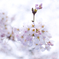 花見②