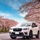 SUBARUフォレスターと桜