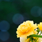 ジュリアチャイルド 一番好きな薔薇