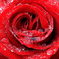 薔薇
