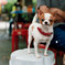 香港　犬