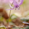 春、かたくりの花が咲いたよ