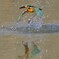 カワセミ　離水2