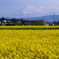 菜の花を望む
