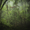Guardian of Forest