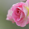  薔薇