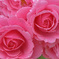  薔薇