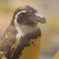 フンボルトペンギンʕ•̫͡•ʔ