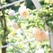 ５月末、谷津バラ園にて１