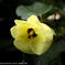 beach hibiscus