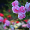 Yokohama Roses