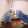 お話し中。(^O^;)