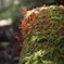 R0000817