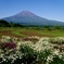 富士と花畑