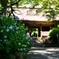 紫陽花寺