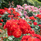 NA ROSE GARDEN