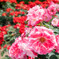 NA ROSE GARDEN