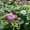 NA ROSE GARDEN