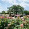 INA ROSE GARDEN