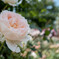 INA ROSE GARDEN