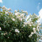 INA ROSE GARDEN