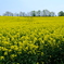 安平町の菜の花畑