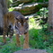 上野動物園 2022.05.28 トラ