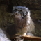 上野動物園 2022.05.28 マヌルネコ