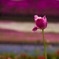 お花