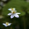 お花