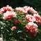 華やかさは開花とともに